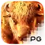 PG电子-美洲野牛-PG电子试玩-PG电子模拟器